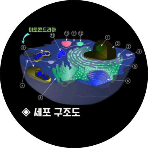 -cell structure circle