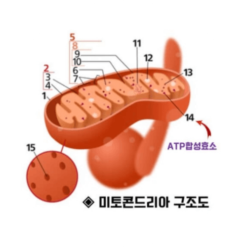 -mitochondria