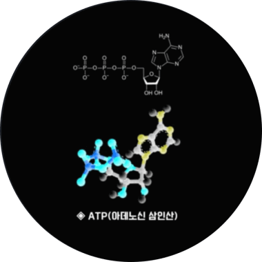 에너지대사과정에서 활성산소 발생원리 : ATP(아데노신 삼인산)