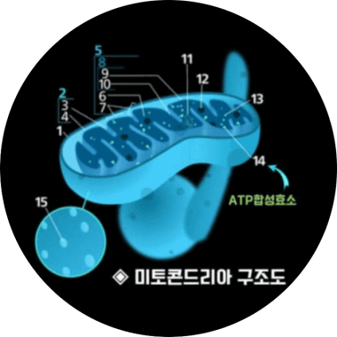 에너지대사과정에서 활성산소 발생원리 : 미토콘드리아 구조도