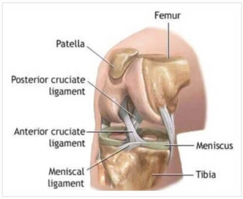관절 부상의 이유 - 무릎 뼈를 이어주고 있는 하얀 색 부분이 인대